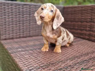 Miniature Dachshund dogs Beautiful Mini dachshund - Advert 1