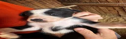 Border Collie dogs for sale: Georgeous friendly well bred border collies - Advert 7