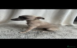 Whippet dogs for sale: Full kc registered whippets  - Image 16