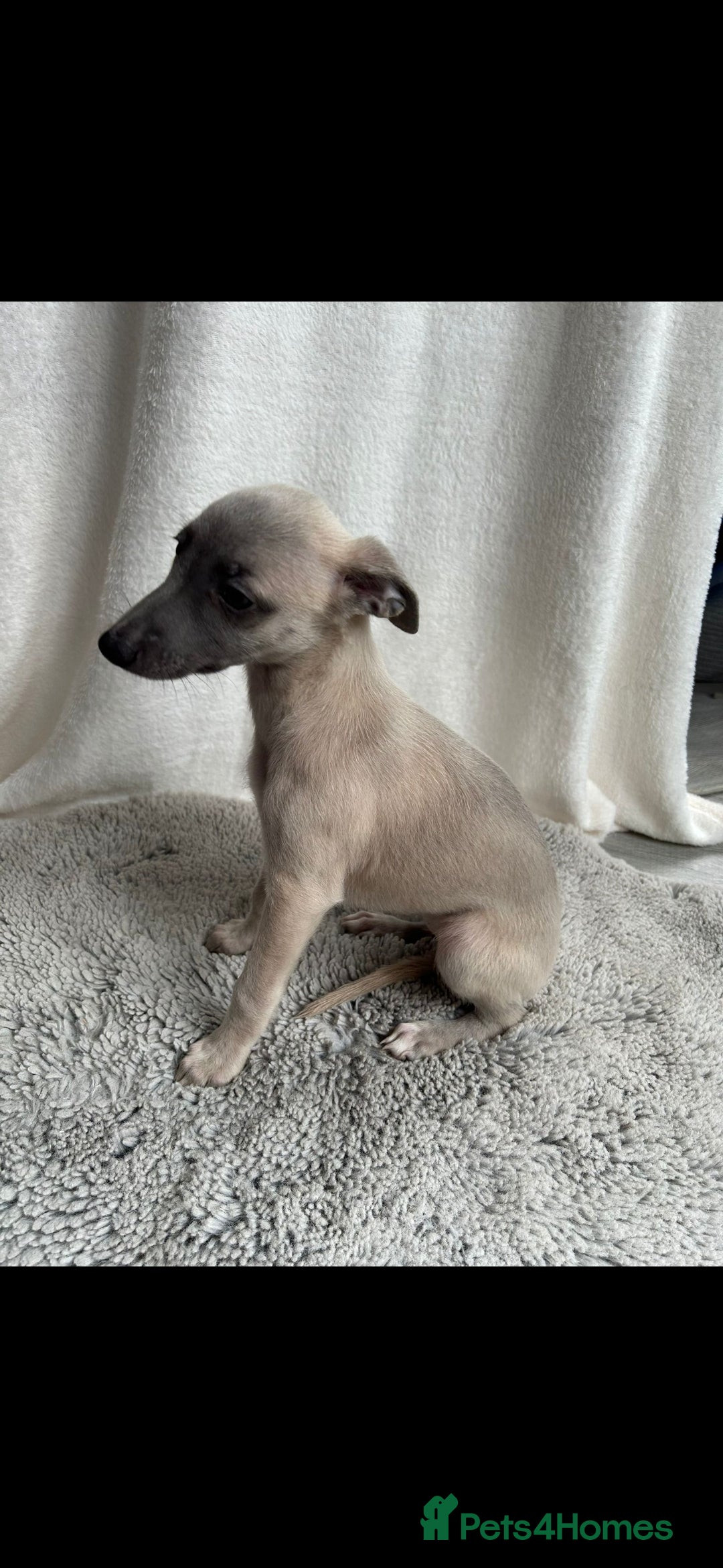 Whippet dogs for sale: Full kc registered whippets  - Image 16