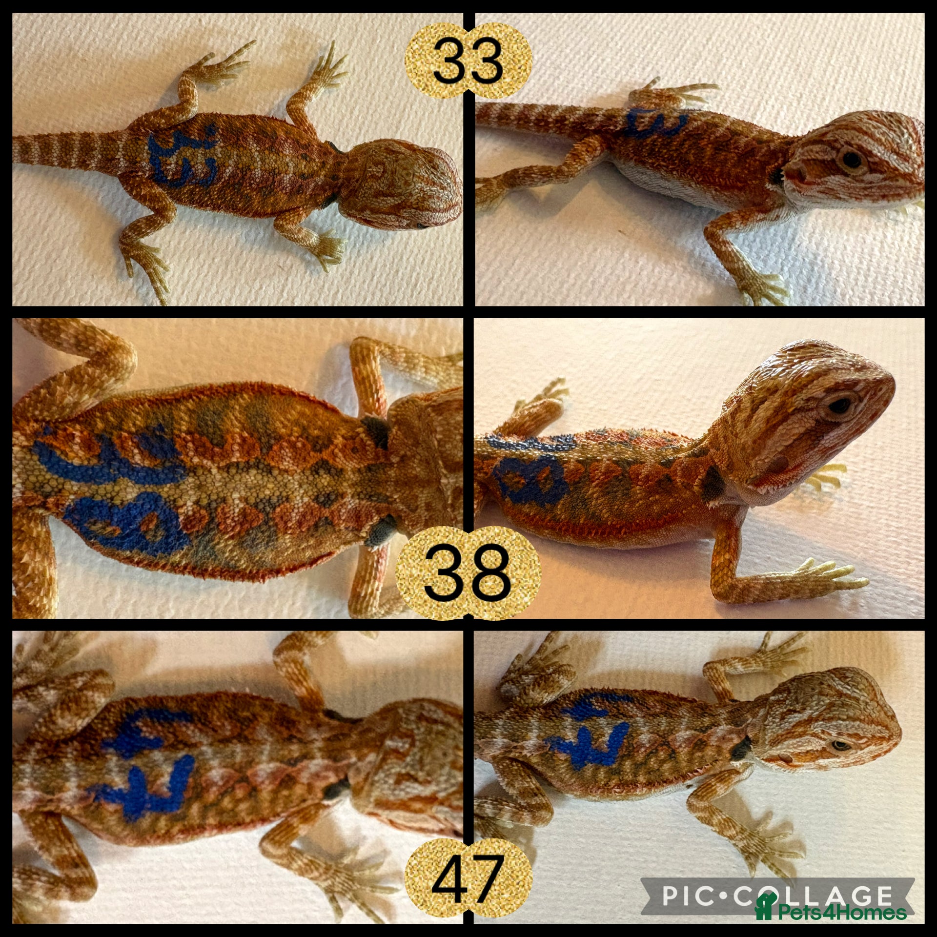 Bearded Dragon reptiles for sale: Stunning baby bearded dragons - Advert 3