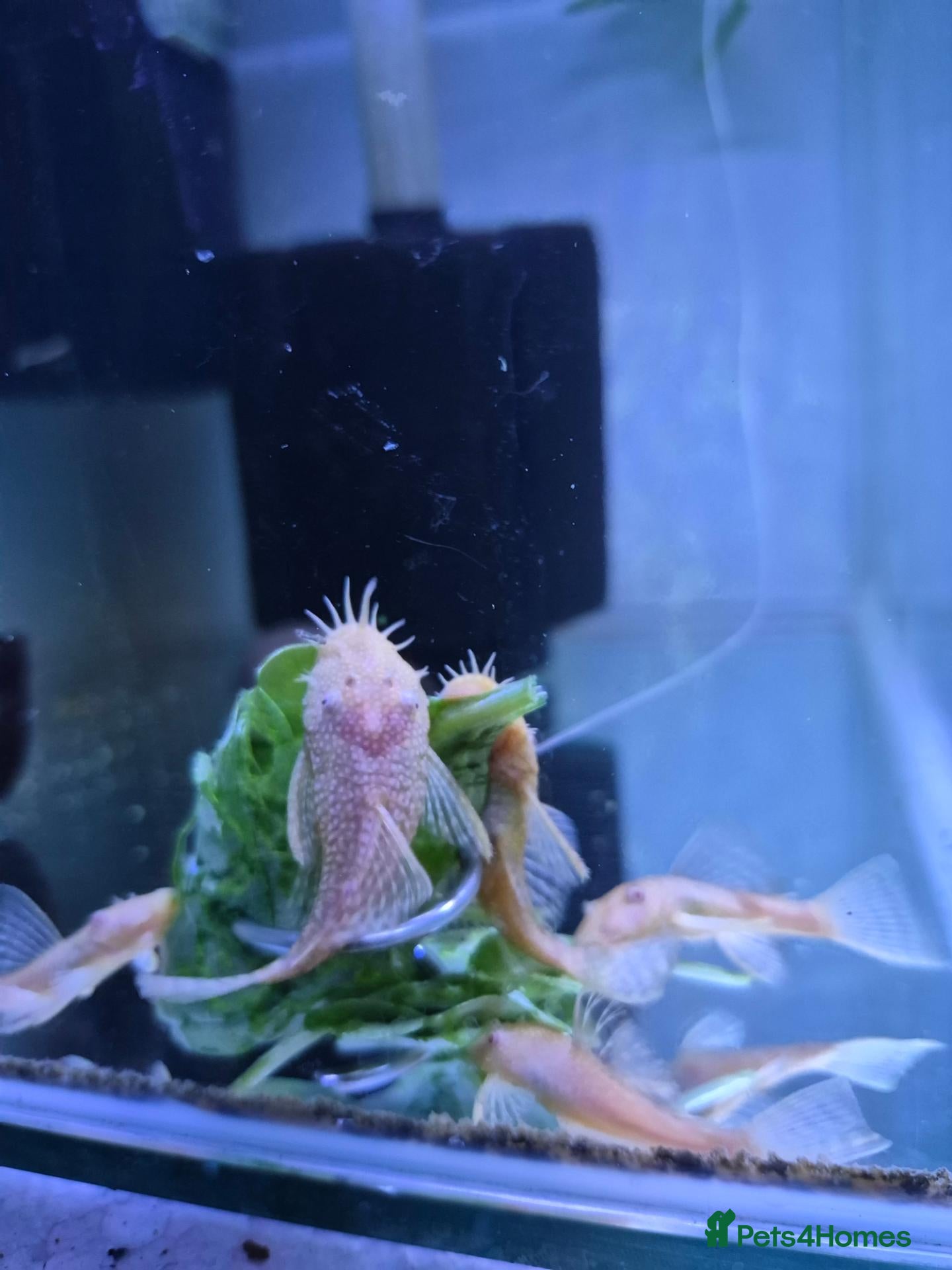 Plecos fish Tropical fish, Bristlenose, Lemons, Albino, - Advert 2