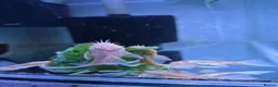 Plecos fish for sale: Tropical fish, Bristlenose, Lemons, Albino, - Advert 1