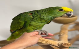 Parrots birds for sale: Baby hand reared Double yellow headed amazon  - Advert 3