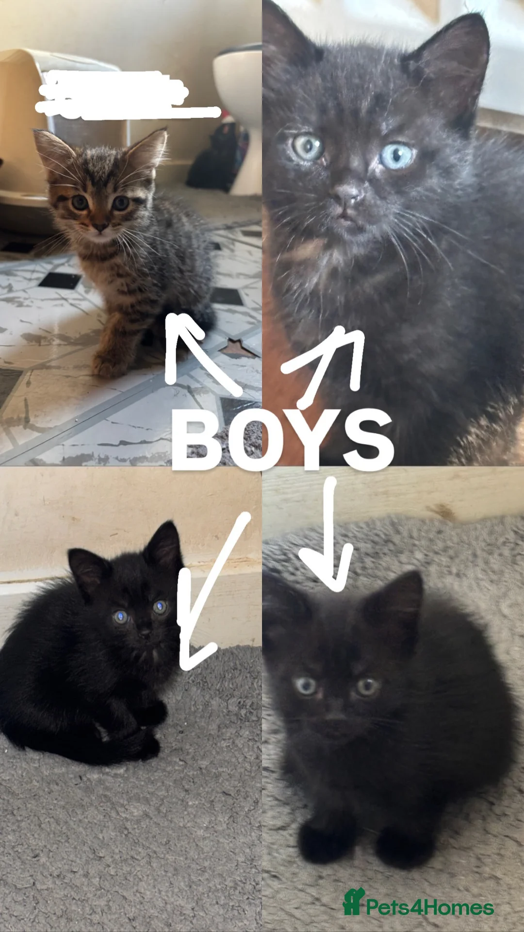 American Shorthair cats for sale: Kittens for sale *READY TO LEAVE* - Advert 1