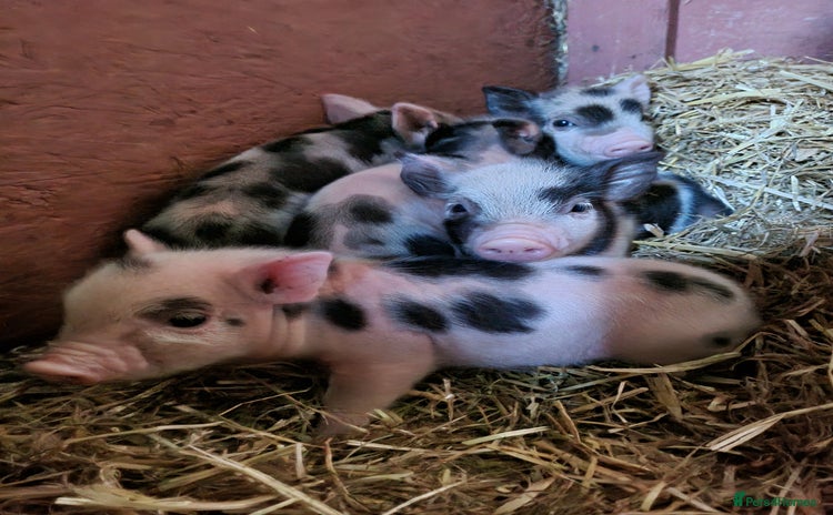 Pig livestock - Advert 2
