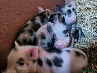 Pig livestock - Advert 12