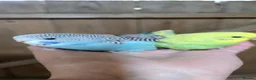 Budgerigars birds for sale: Gorgeous Baby Budgies - Advert 16