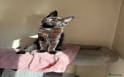 Maine Coon cats for sale: Pedigree GCCF Russian Import line Maine Coons - Image 28