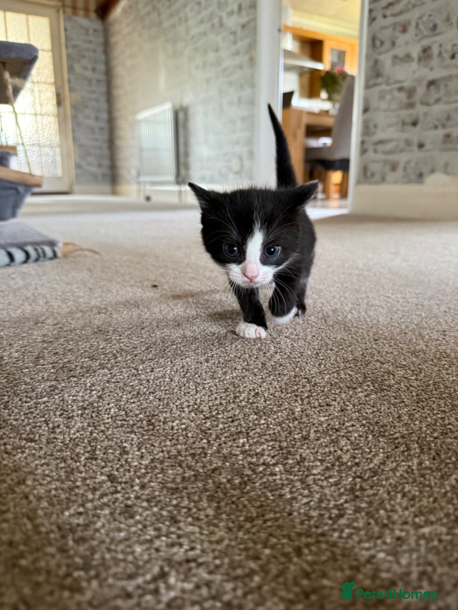 Mixed Breed cats for sale: 3 little adorable kittens - Advert 5