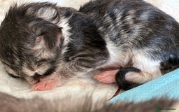 Maine Coon cats for sale: Maine Coon Kittens - Image 7