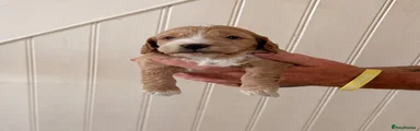 Cockapoo 3