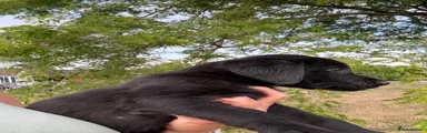 Labrador Retriever 2