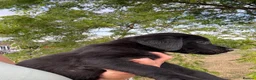 Labrador Retriever dogs for sale: 🖤🧡Fabulous Puppies Looking for a 5⭐️ home  - Advert 24
