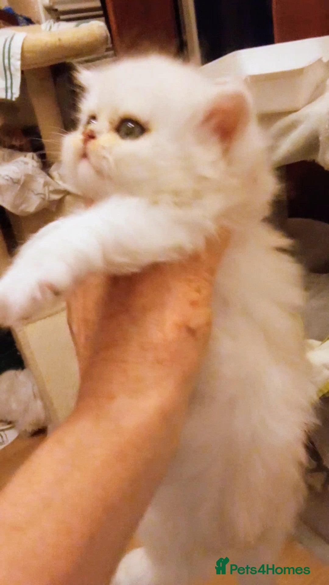 Persian cats for sale: Quality pure bred white tipped kittens - Image 13