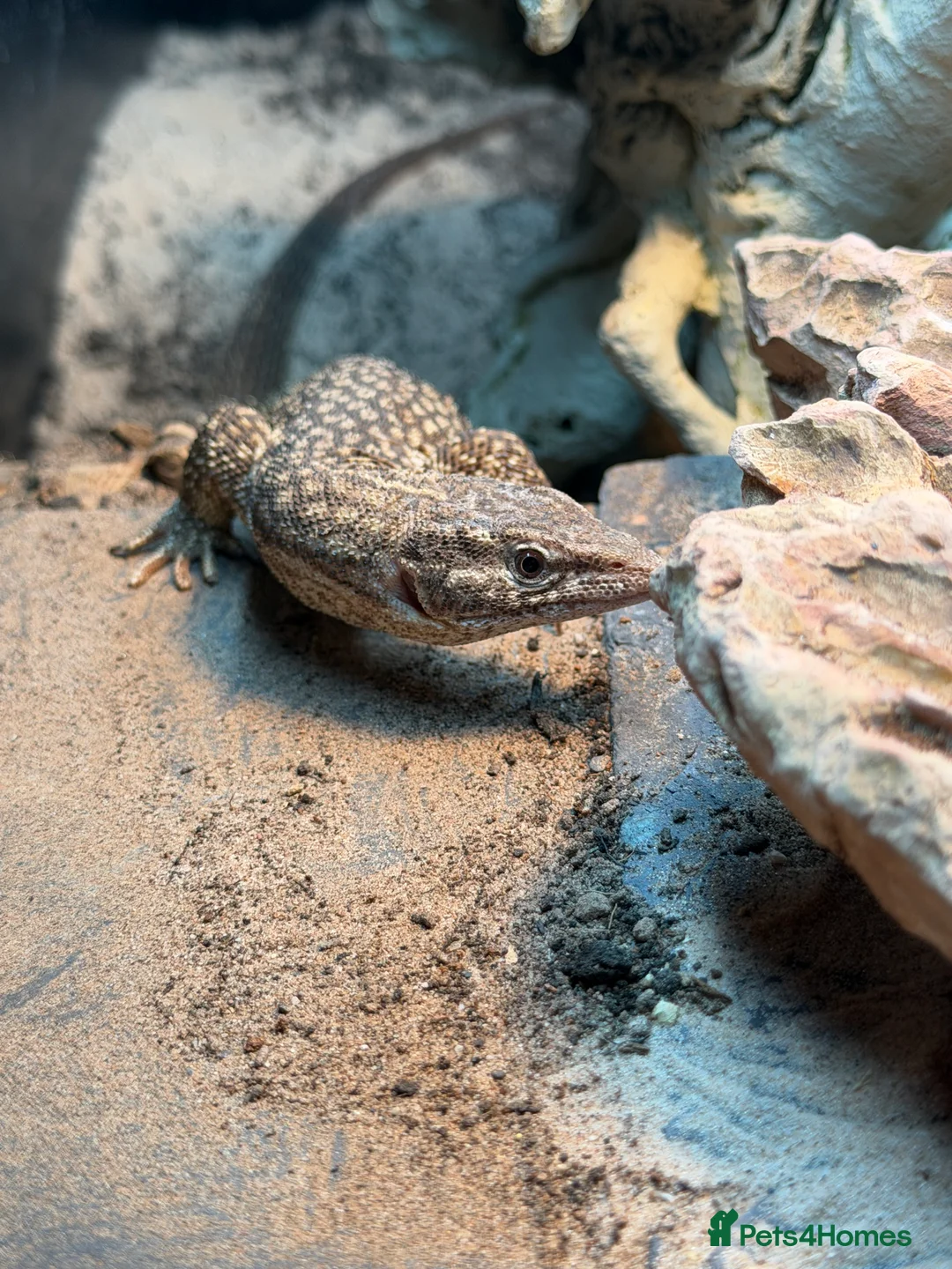 Monitor reptiles for sale: 1:2 Ackie Monitors  - Advert 2