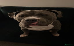 American Bulldog dogs for sale: Loving American Bulldog for Sale  - Image 9
