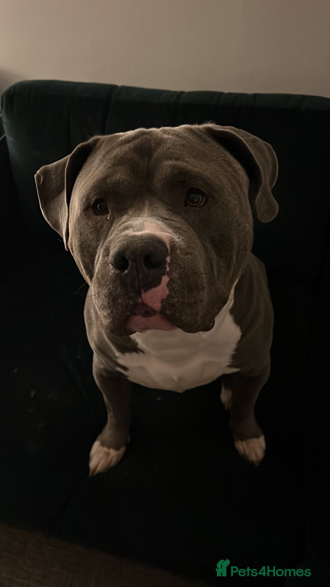 American Bulldog dogs for sale: Loving American Bulldog for Sale  - Image 9