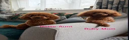 Toy Poodle dogs for sale: Outstanding KC toy poodles 🐩  - Advert 5
