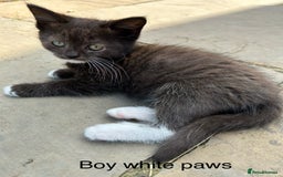Ragdoll cats for sale: BEAUTIFUL RAGDOLL X PERSIAN BOYS - Image 4