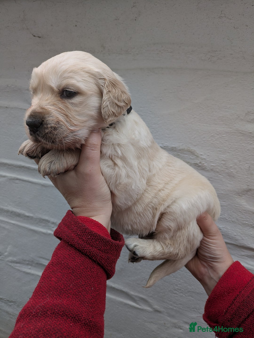 Golden Retriever dogs for sale: KC Top quality golden retrievers - Advert 8