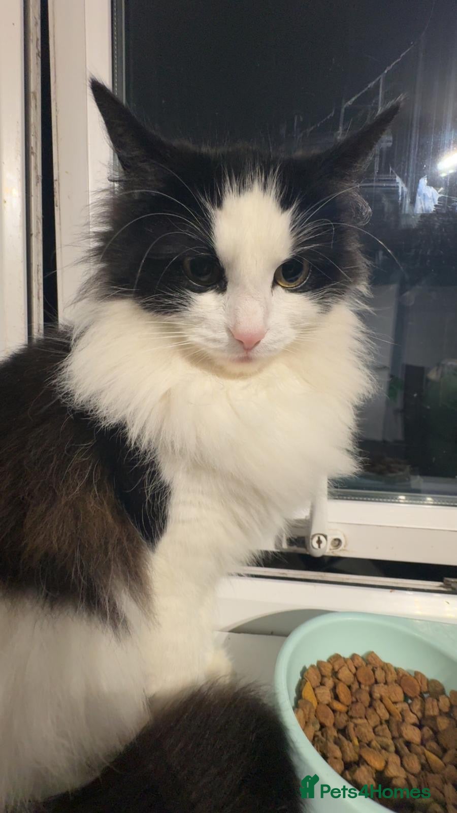 British Longhair cats 2 beautiful fluffy kittens for sale  - Advert 1