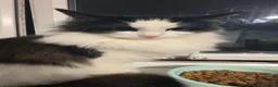 British Longhair cats for sale: 2 beautiful fluffy kittens for sale  - Advert 1