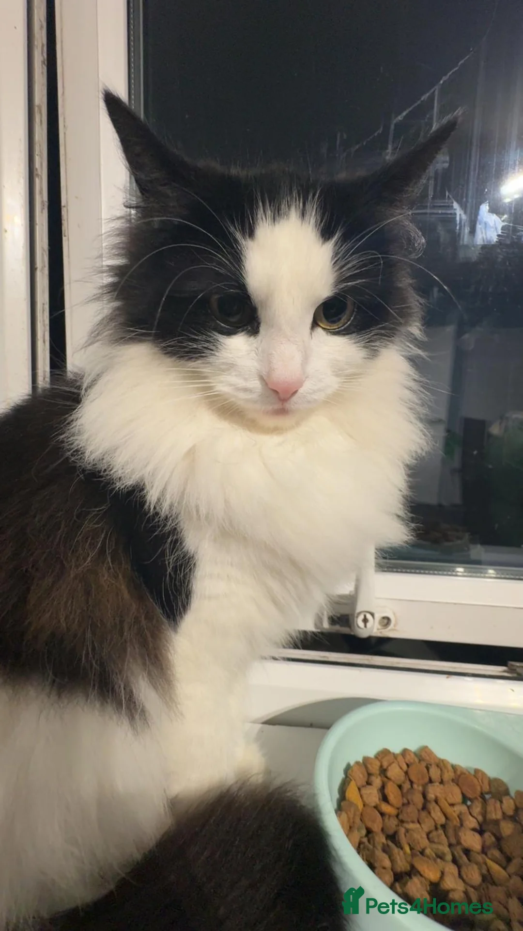 British Longhair cats for sale: 2 beautiful fluffy kittens for sale  - Advert 1