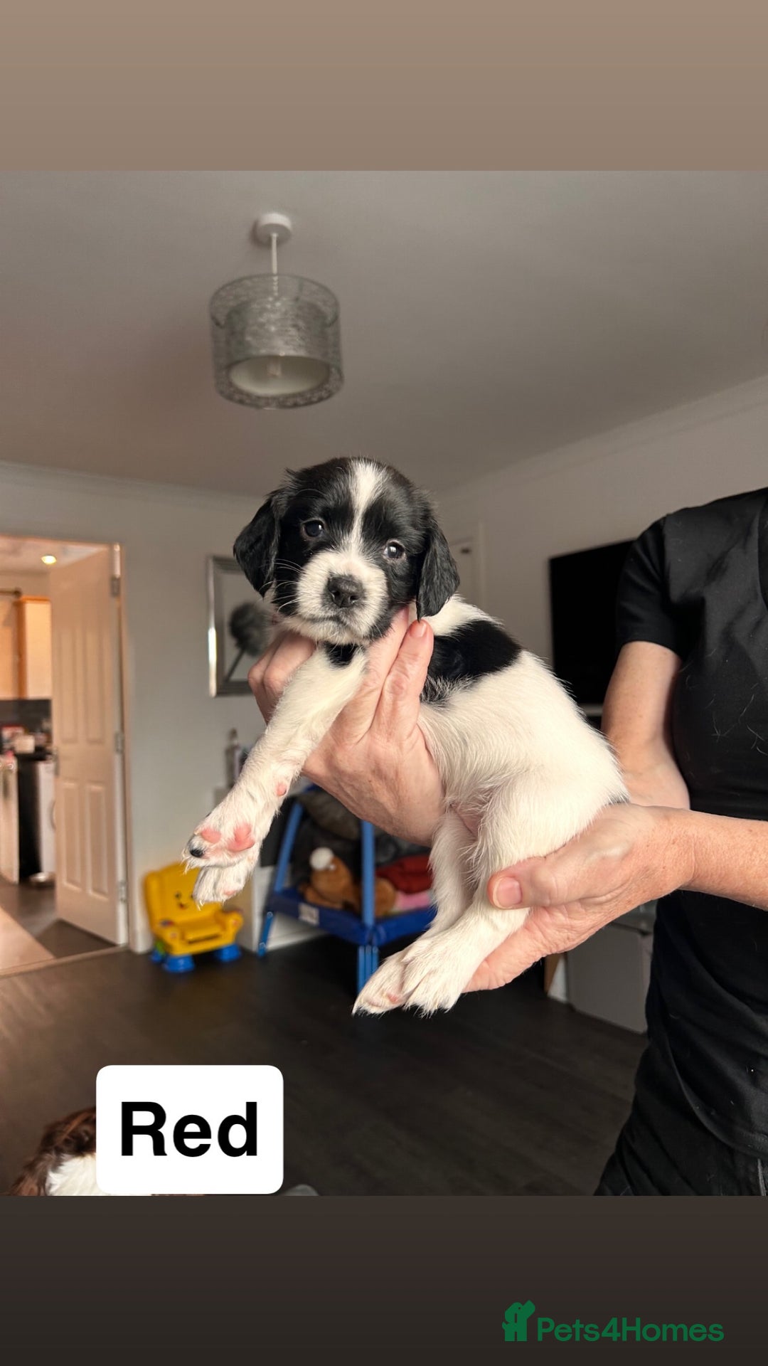 English Springer Spaniel dogs for sale: 2 GIRLS LEFT - English Springer Spaniel Puppies - Image 12