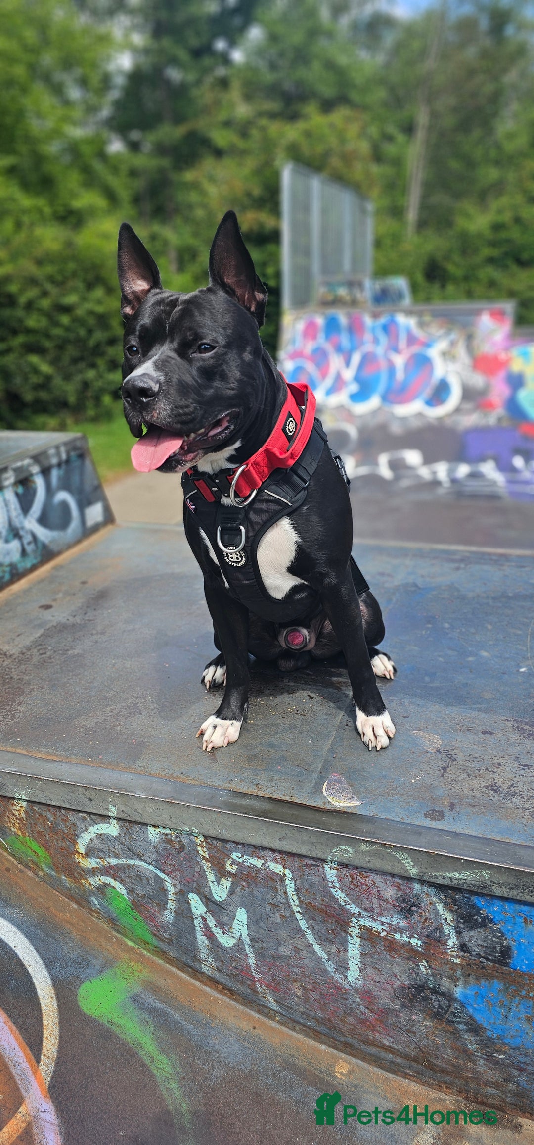 Mixed Breed dogs for stud: Dog for stud. American bully x cane corso - Advert 6