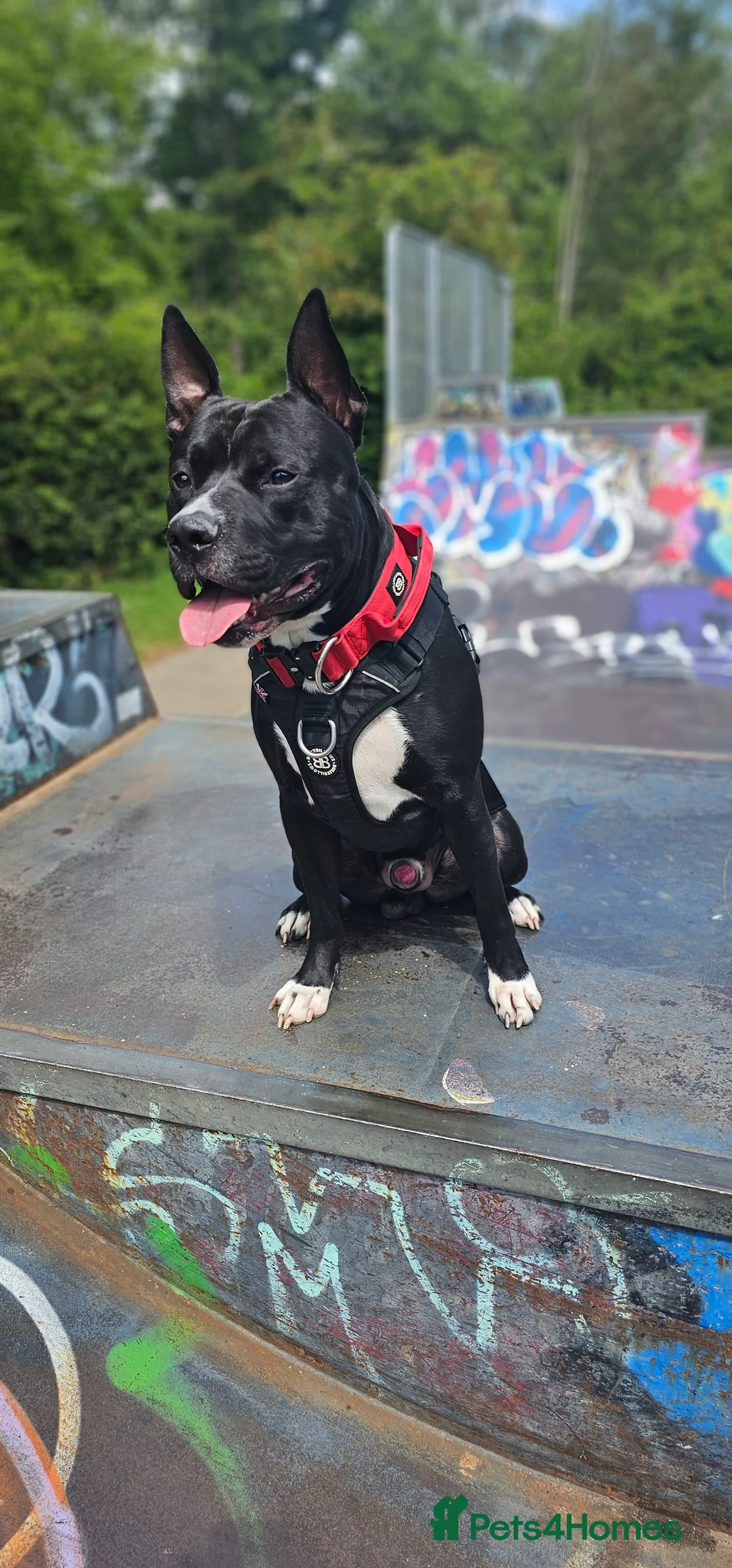 Mixed Breed dogs for stud: Dog for stud. American bully x cane corso - Advert 6