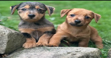 Mixed Breed dogs - Advert 14