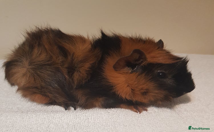 Guinea Pig rodents Baby Abyssinian Purebred Guinea Pig - Advert 8