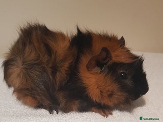 Guinea Pig rodents for sale: Baby Abyssinian Purebred Guinea Pig - Advert 1