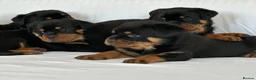 Rottweiler dogs for sale: Show Quality RKC Rottweiler Puppies in Manchester - Advert 7