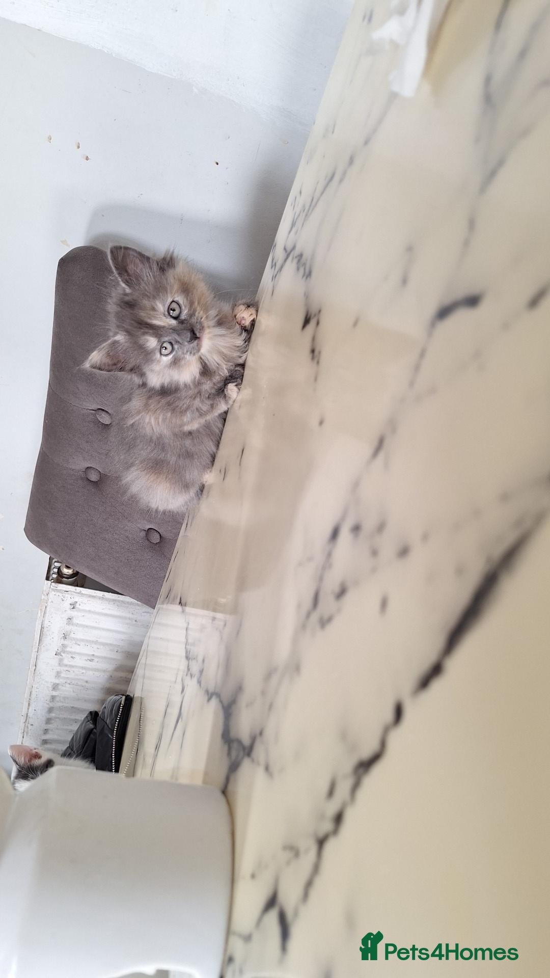Bengal cats Beautiful kittens for sale - Advert 1