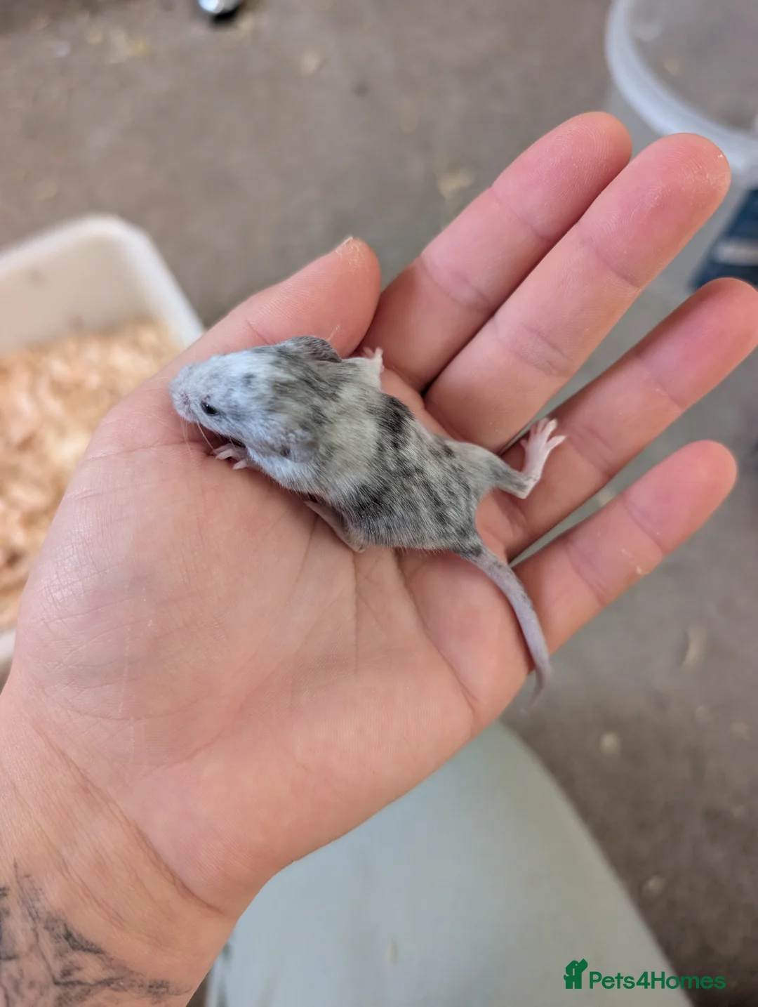 Mouse rodents for sale: Male and female splashed fancy mice  - Advert 6