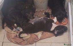 Staffordshire Bull Terrier dogs for sale: Staffy Babies Ready to leave - Image 10