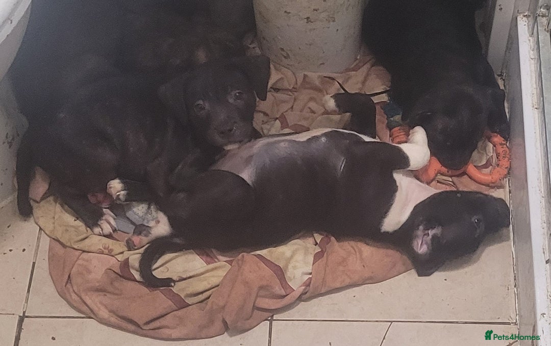 Staffordshire Bull Terrier dogs for sale: Staffy Babies Ready to leave - Image 10