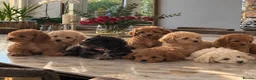 Toy Poodle dogs for sale: Fully vaccinated & toilet trained toy poodle pups - Advert 1