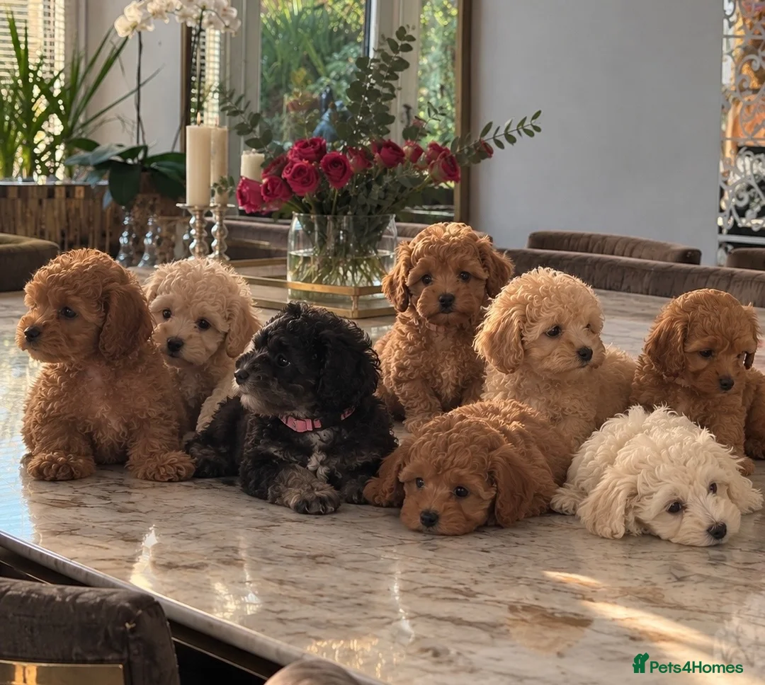 Toy Poodle dogs for sale: Fully vaccinated & toilet trained toy poodle pups - Advert 1