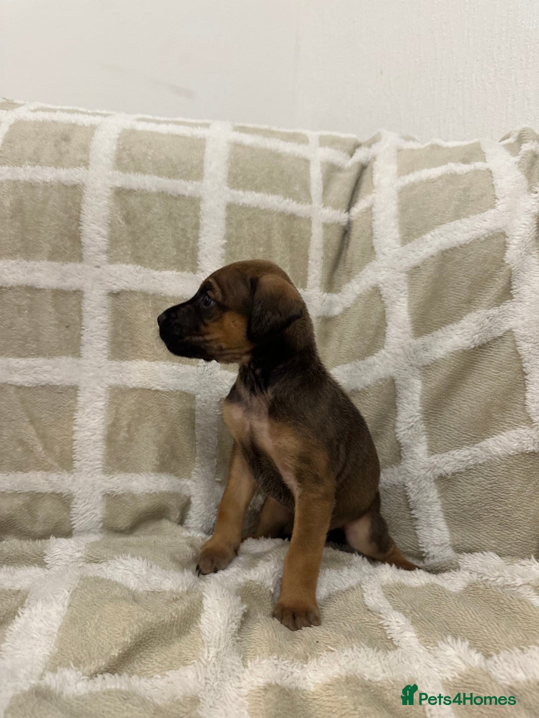 Mixed Breed dogs for sale: Beautiful Cocker spaniel mix puppies  - Advert 5