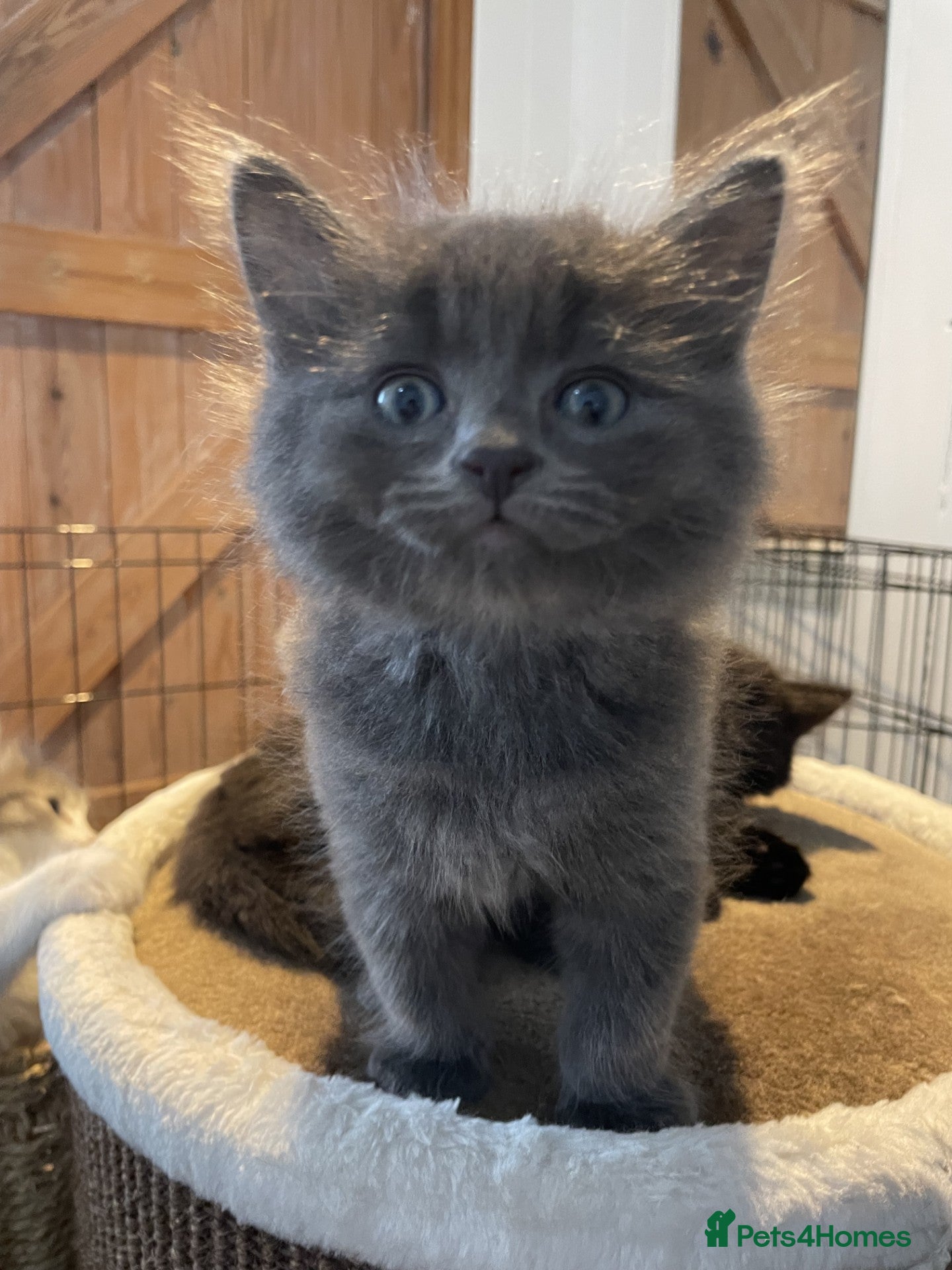 Mixed Breed cats Beautiful persian cross long hair domestic cat  - Advert 1