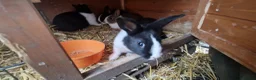 Dutch rabbits for sale: Diddy little Dutch buns- super friendly - M and F - Advert 3
