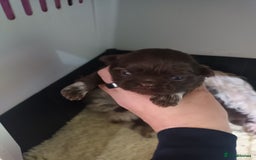 Shih Tzu dogs for sale: imperial shih tzu pups  - Advert 6