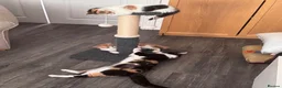 Mixed Breed cats for sale: Gorgeous Calico and Ginger kittens in Eastleigh - Advert 11
