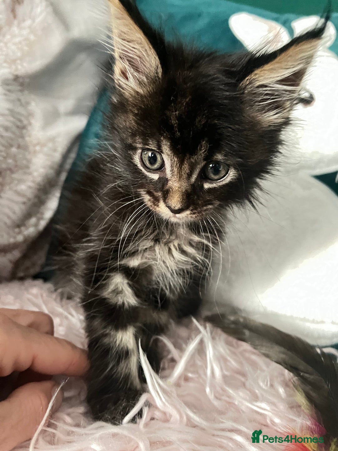 Maine Coon cats for sale: XXL Maine Coon kittens 🔥rare Black Smoke  - Image 18