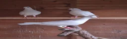 Pigeons birds for sale: 3 Stunning White Pigeons For Sale - Advert 5