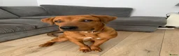 Mixed Breed dogs for sale: Male Rottie/bordeaux - Advert 11