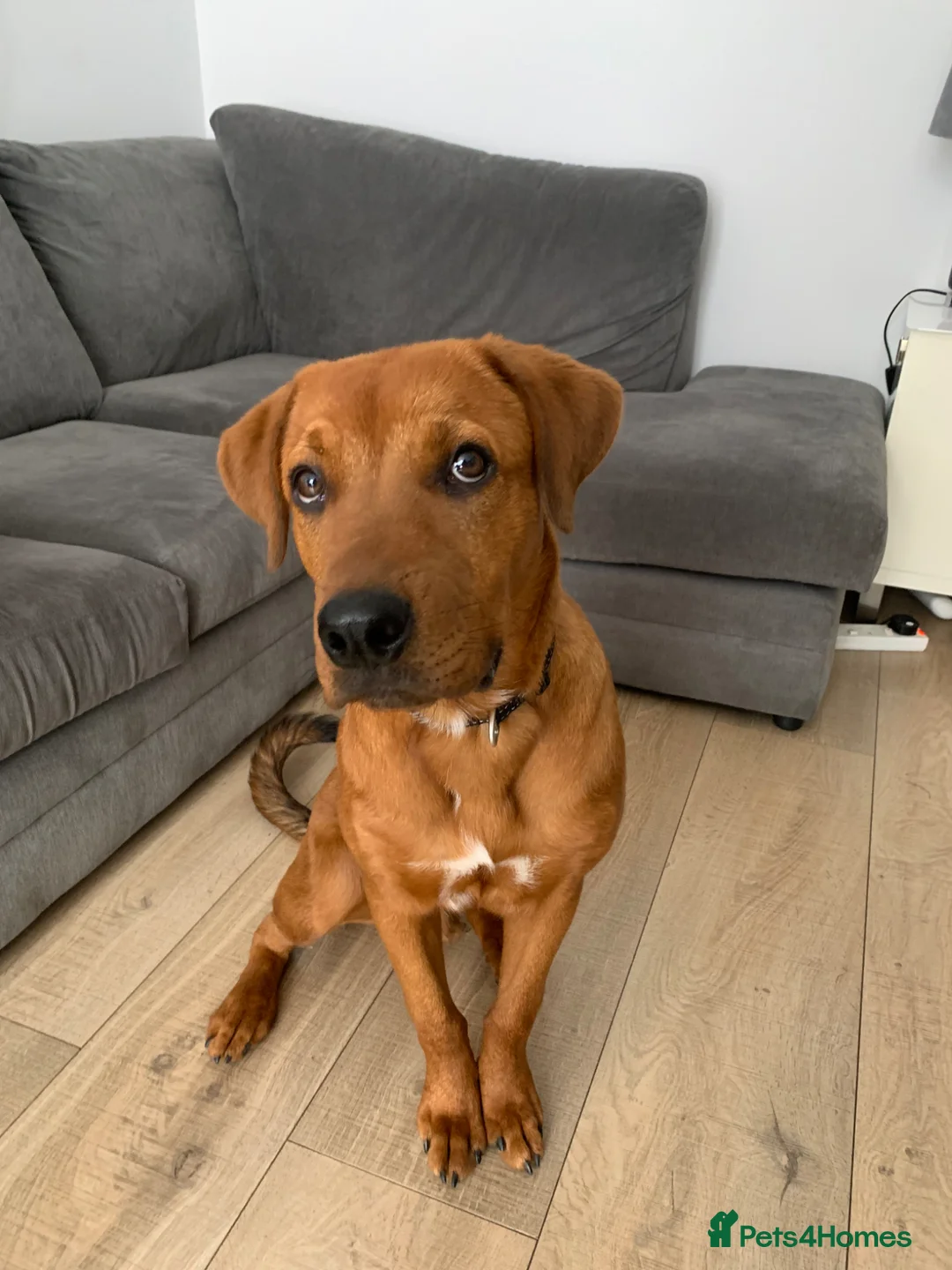 Mixed Breed dogs for sale: Male Rottie/bordeaux - Advert 11